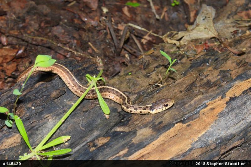 Eastern Gartersnake