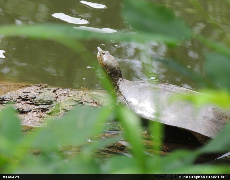 Eastern Spiny Softshell