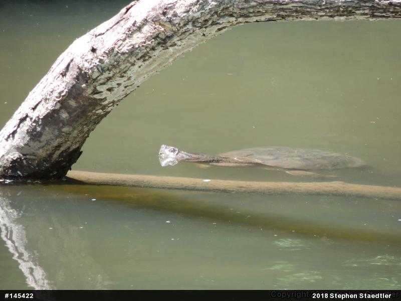 Snapping Turtle