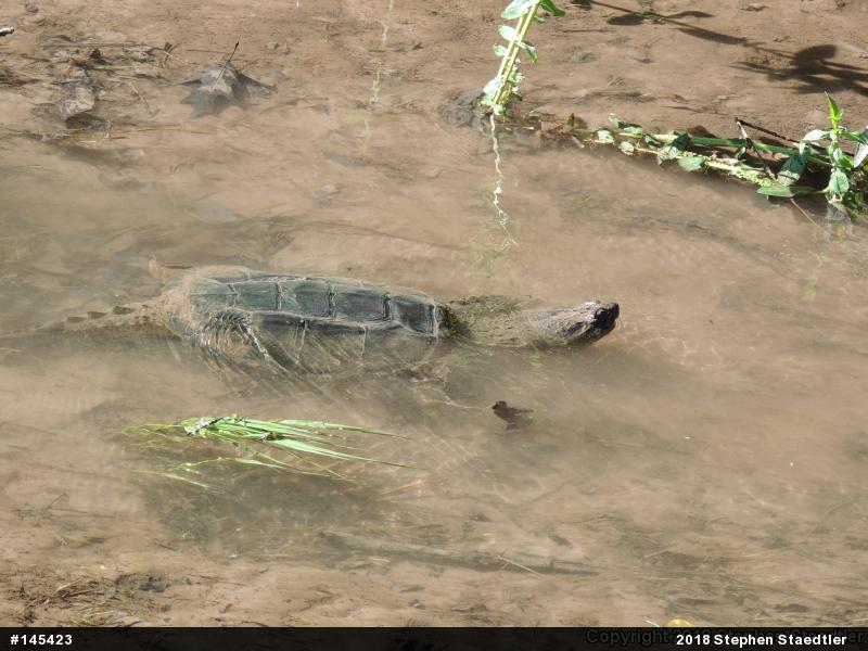 Snapping Turtle