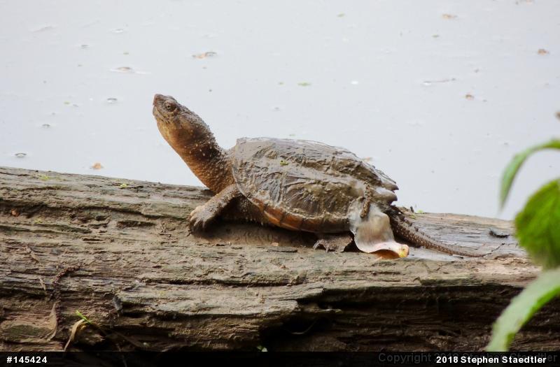 Snapping Turtle