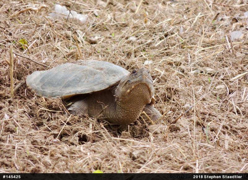 Snapping Turtle