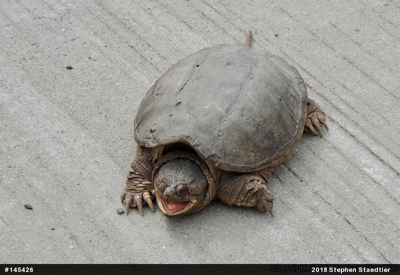Snapping Turtle