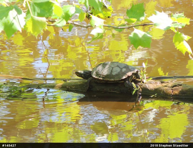 Northern Map Turtle