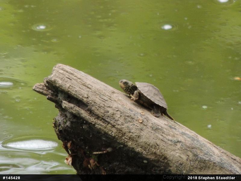 Northern Map Turtle