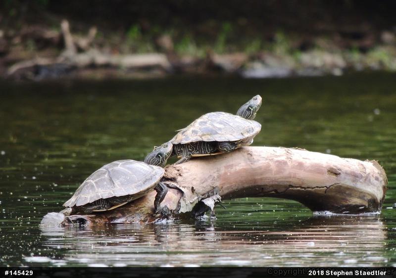 Northern Map Turtle