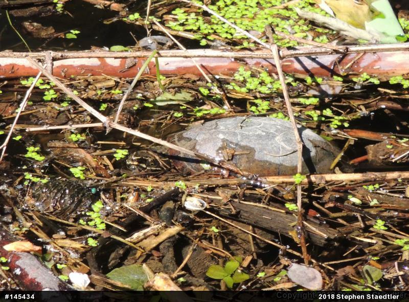Eastern Musk Turtle