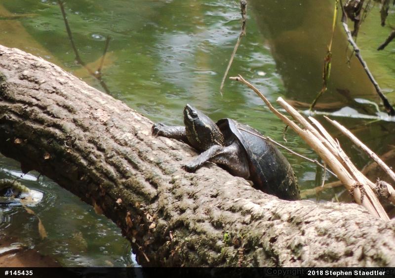 Eastern Musk Turtle