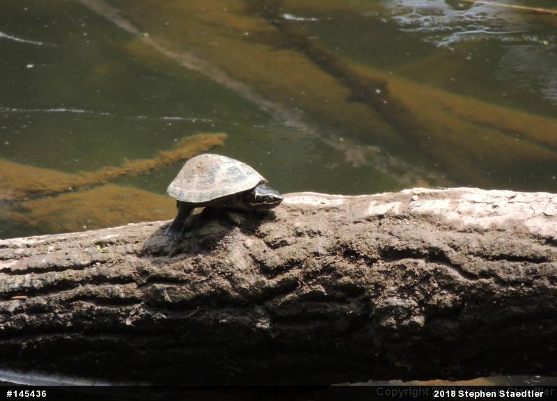 Eastern Musk Turtle