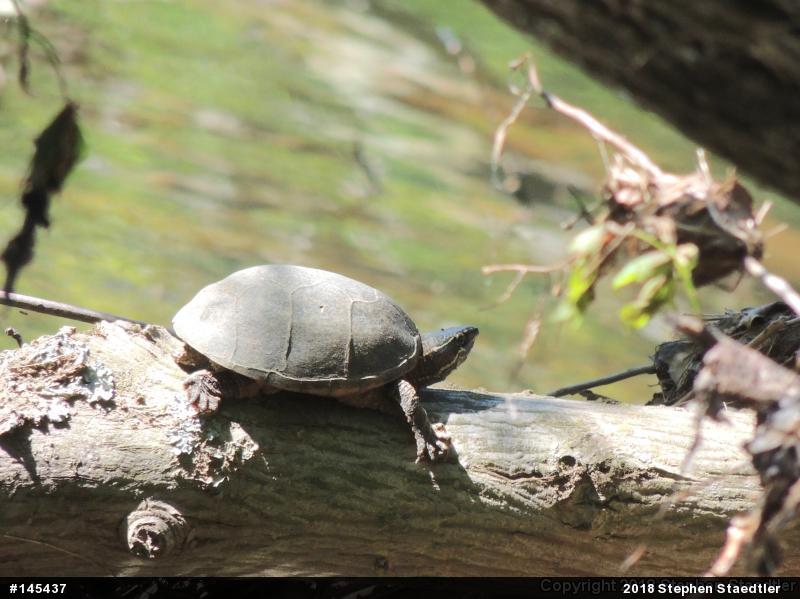 Eastern Musk Turtle