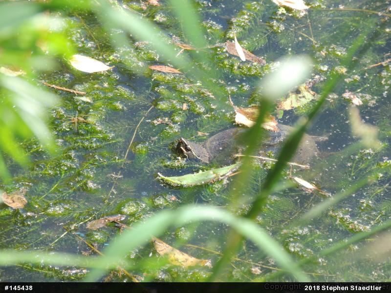 Eastern Musk Turtle