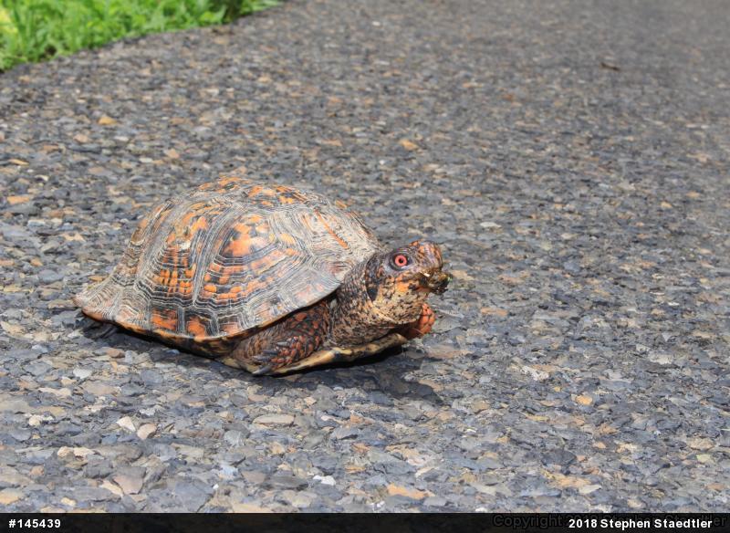 Eastern Box Turtle