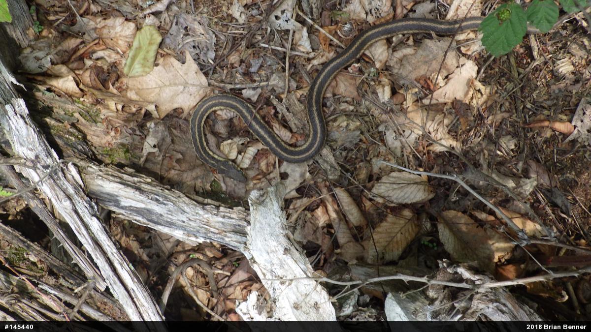 Eastern Gartersnake