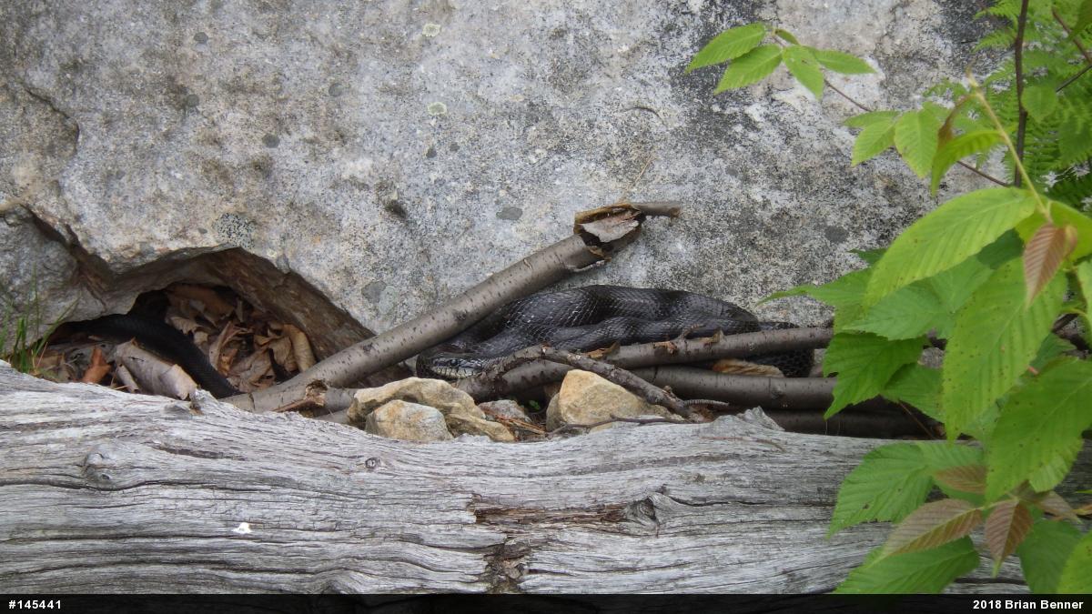 Eastern Ratsnake