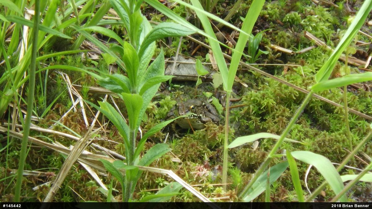 Green Frog