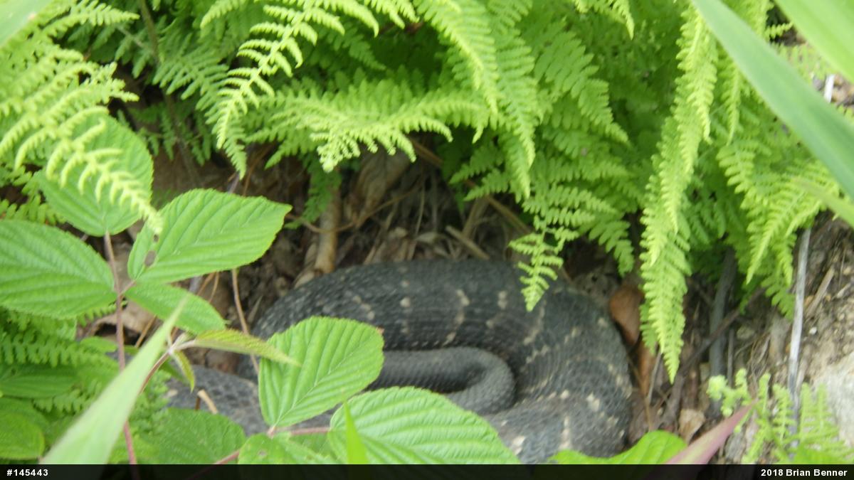 Timber Rattlesnake