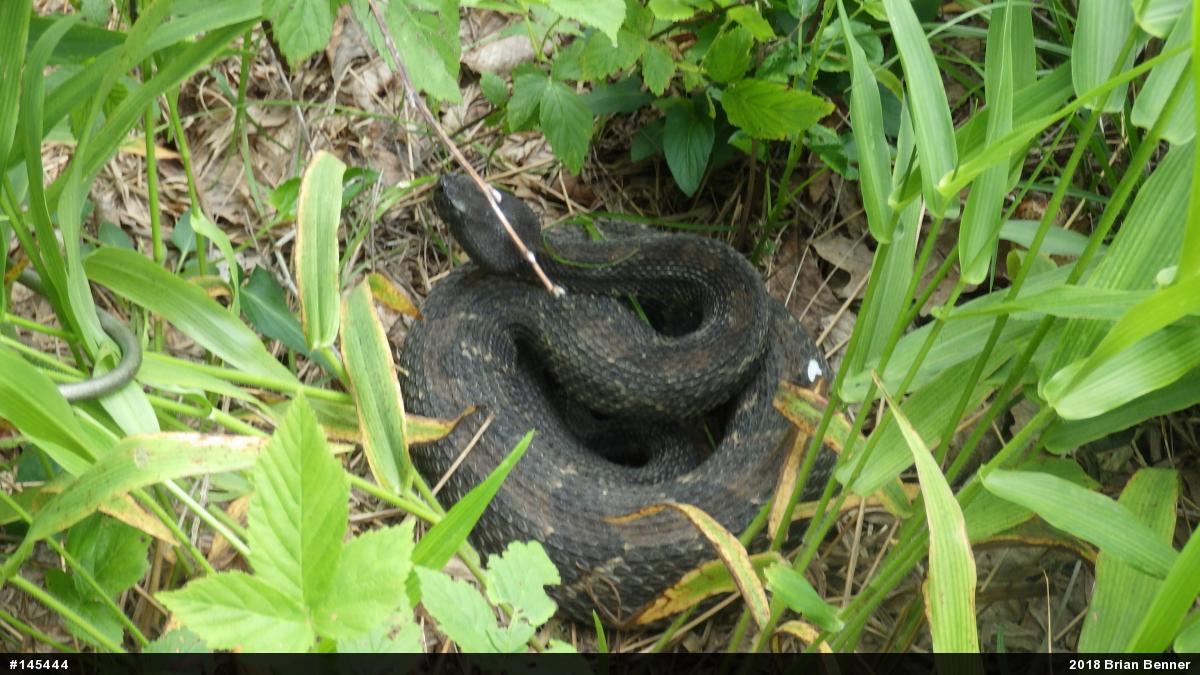 Timber Rattlesnake