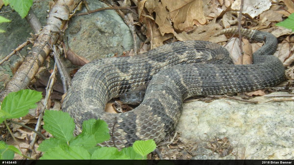 Timber Rattlesnake