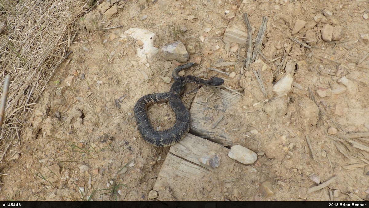 Timber Rattlesnake