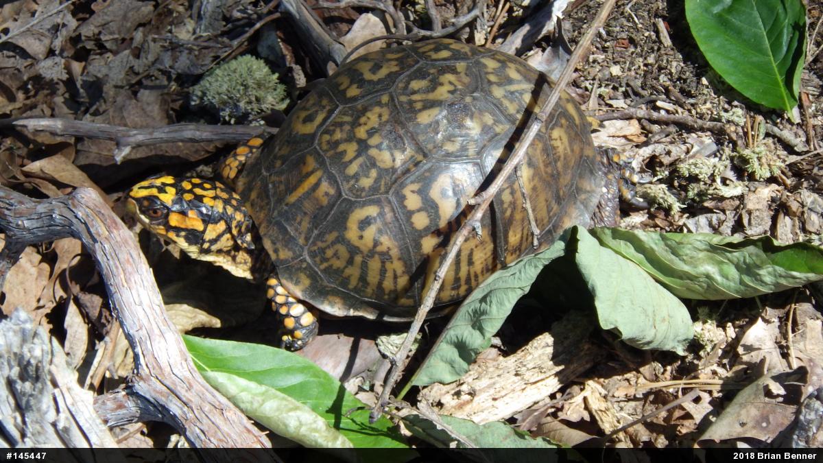 Eastern Box Turtle