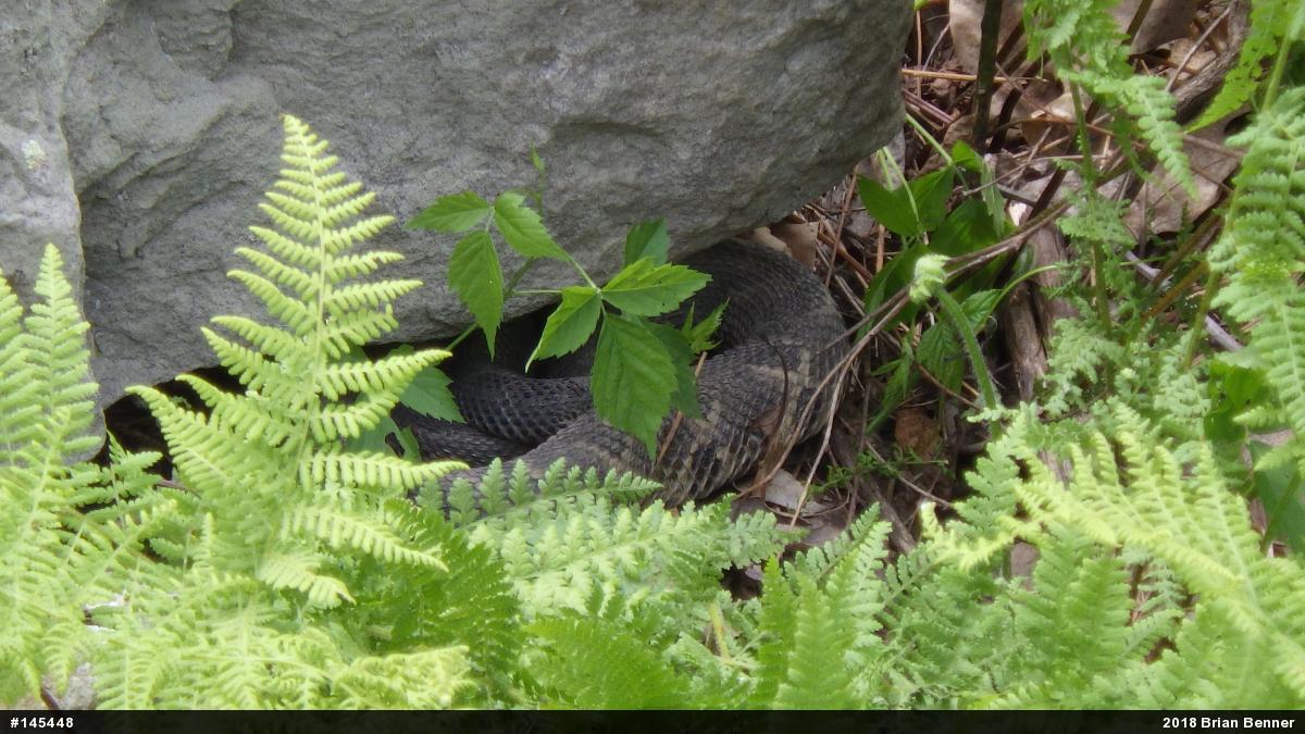 Timber Rattlesnake