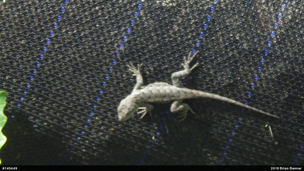 Eastern Fence Lizard