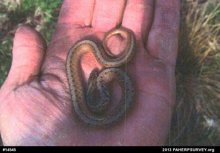 Dekay's Brownsnake