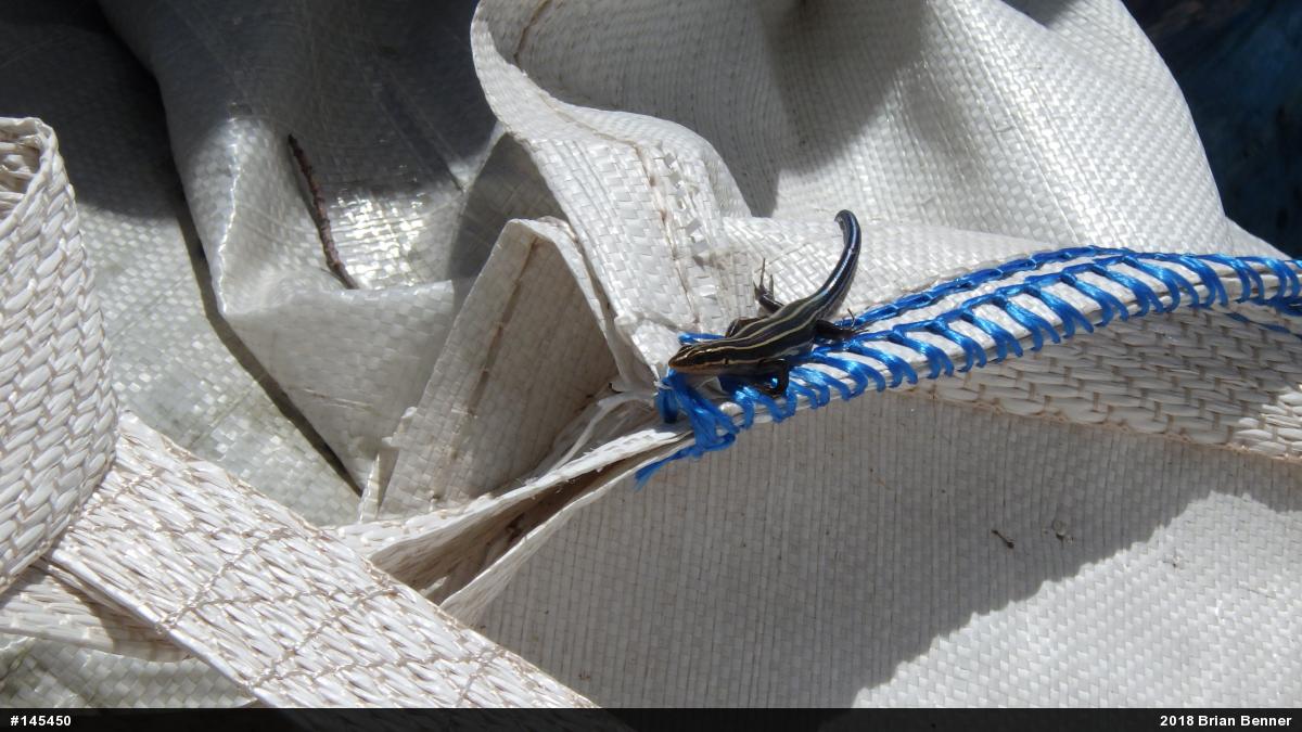Common Five-lined Skink