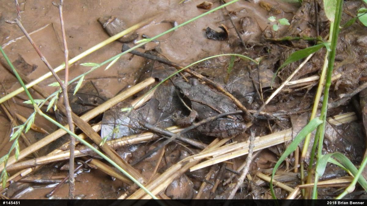 Wood Frog