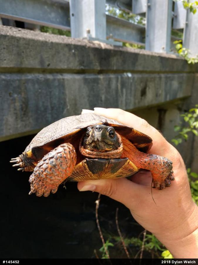 Wood Turtle