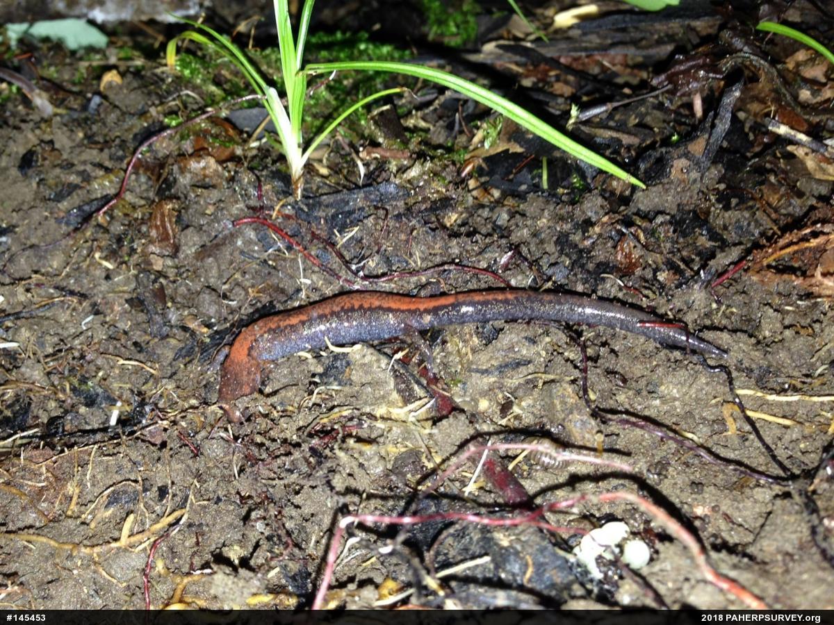Eastern Red-backed  Salamander