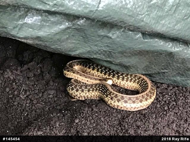 Eastern Gartersnake