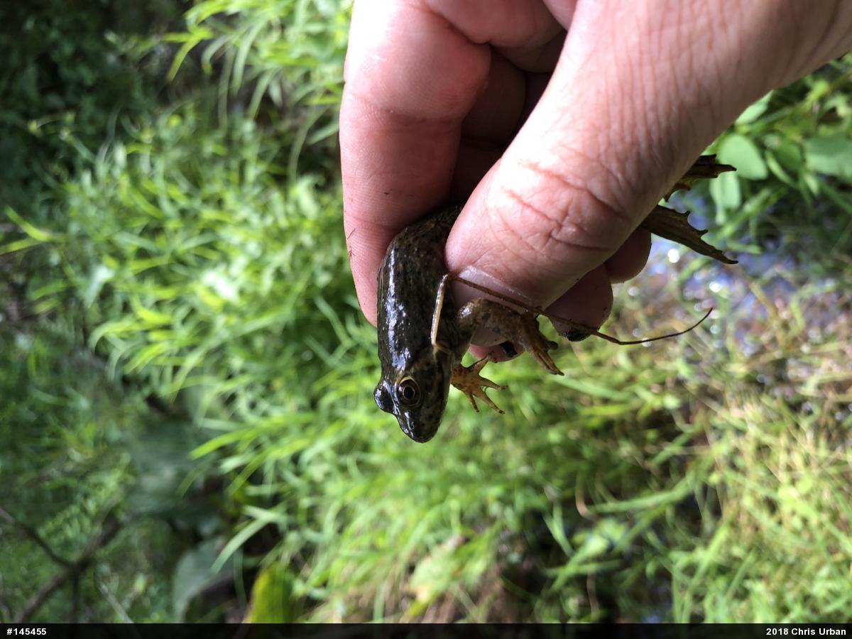 American Bullfrog