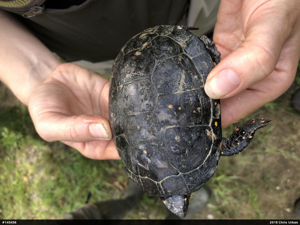 Spotted Turtle