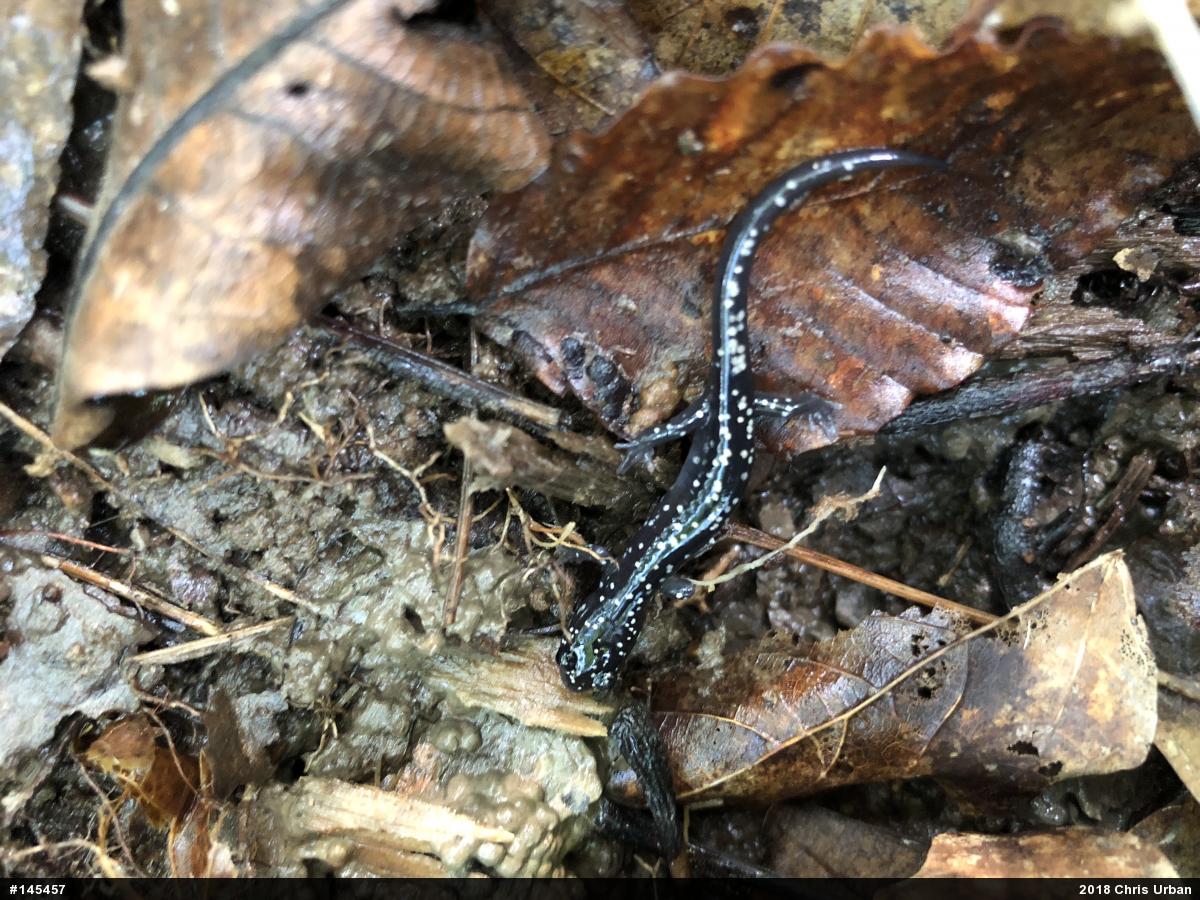 Northern Slimy Salamander