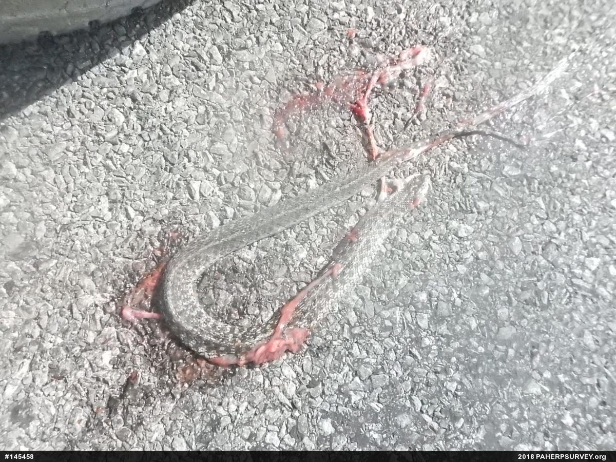 Eastern Gartersnake