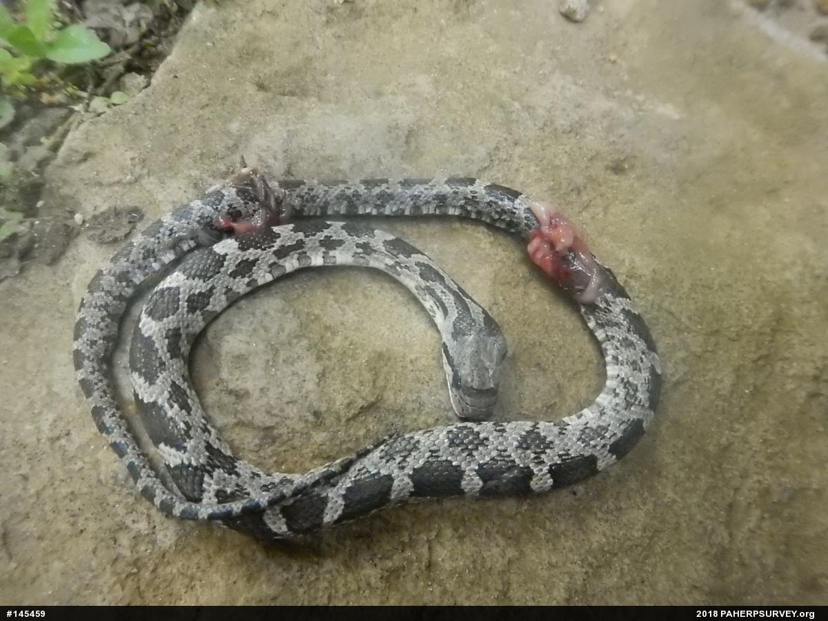 Eastern Ratsnake
