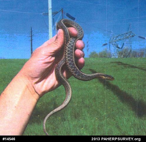 Eastern Gartersnake