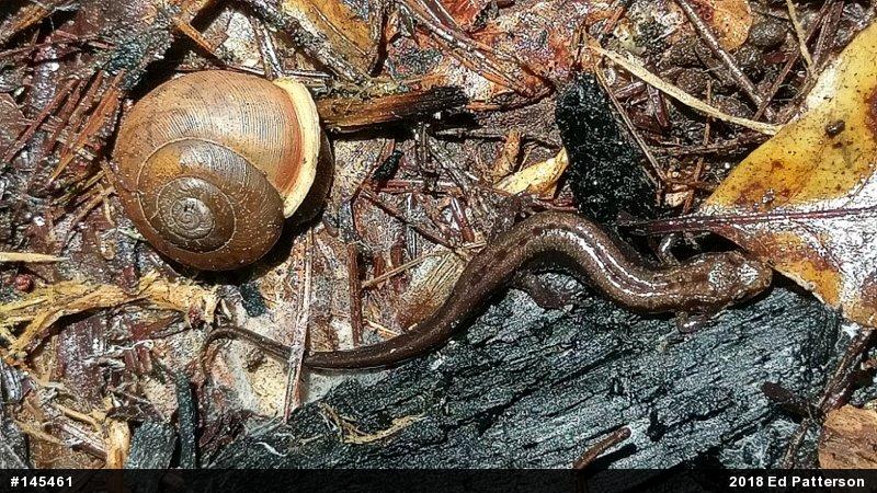 Allegheny Mountain Dusky Salamander
