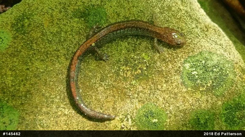Eastern Red-backed  Salamander