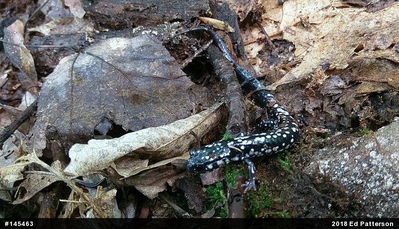 Northern Slimy Salamander