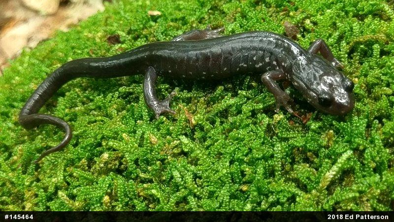 Wehrle's Salamander
