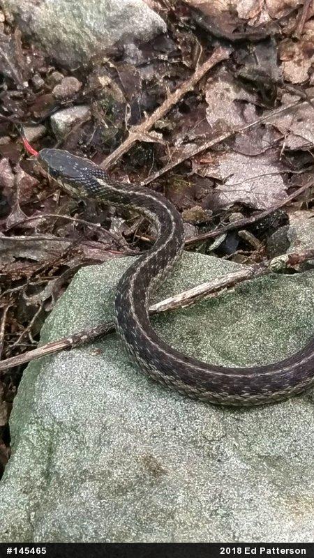 Eastern Gartersnake