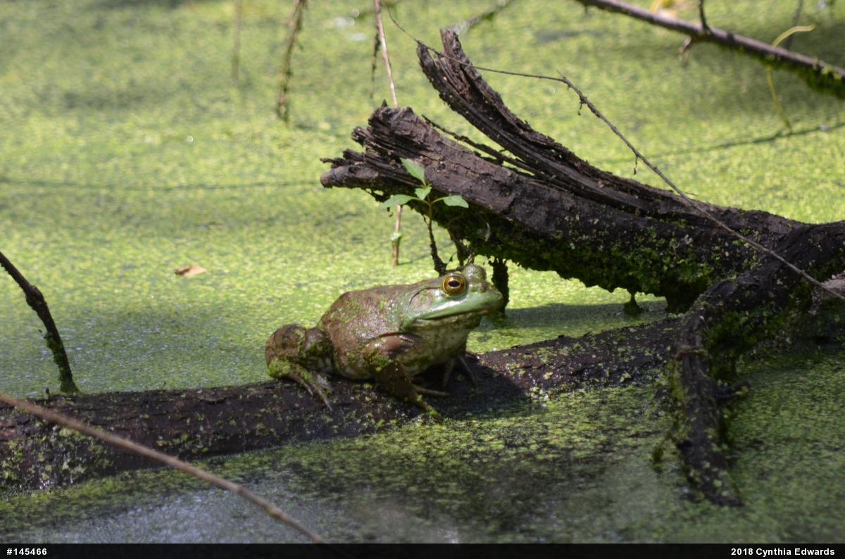 American Bullfrog