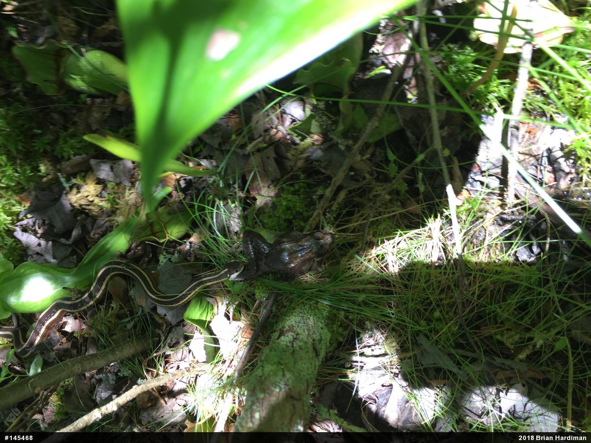 Eastern Ribbonsnake