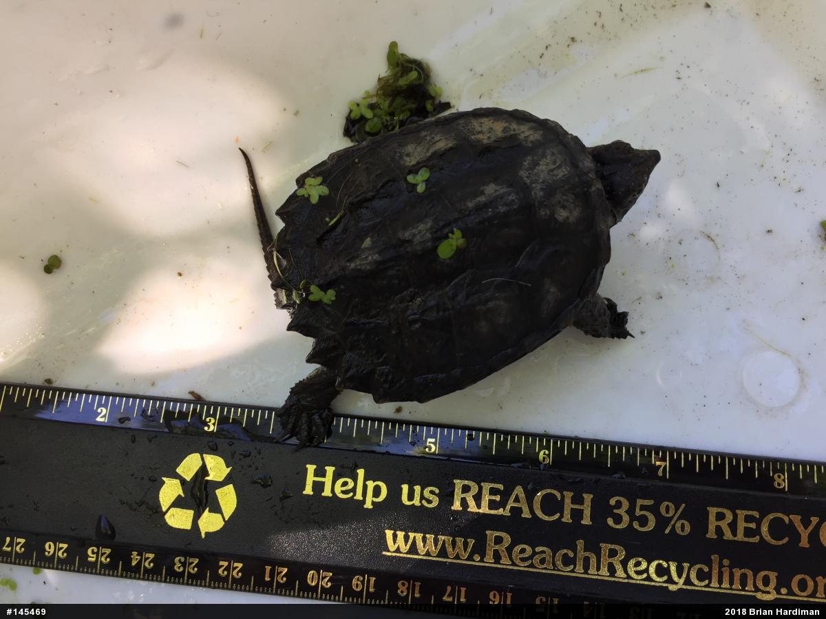 Snapping Turtle