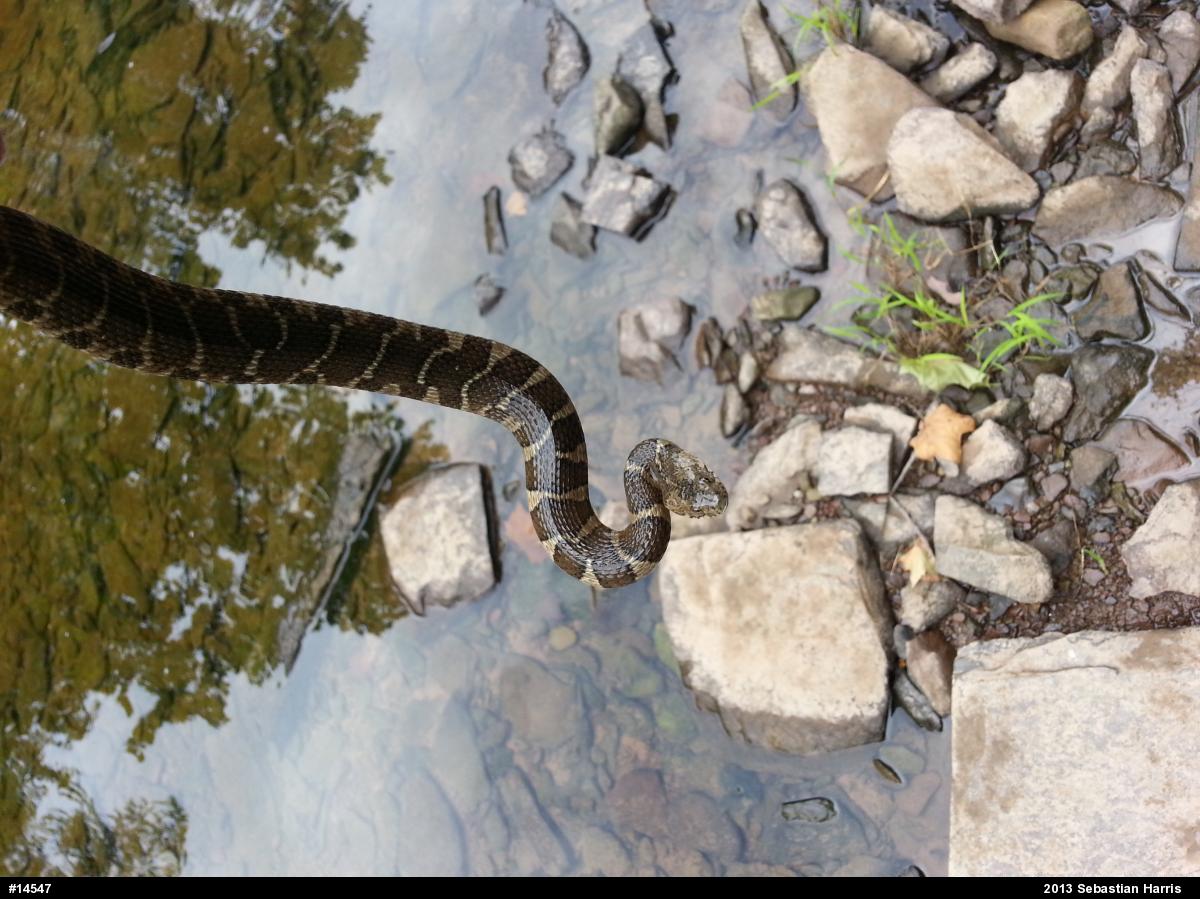 Northern Watersnake