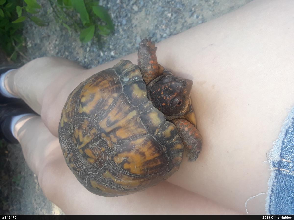 Eastern Box Turtle