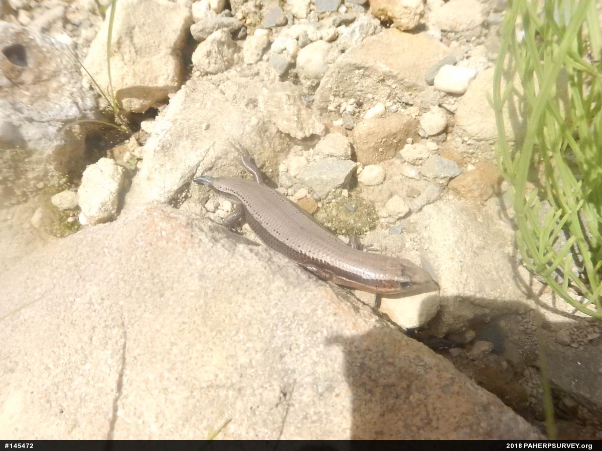 Northern Coal Skink