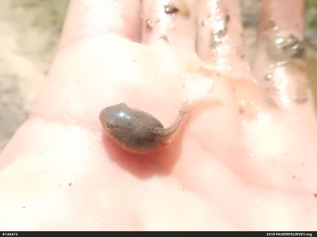 Wood Frog